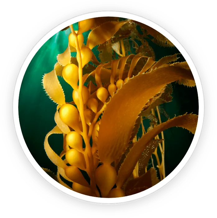 Kelp